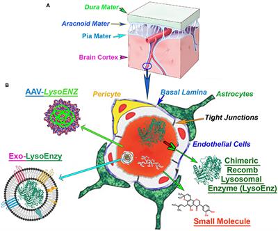 CNS-Targeting Therapies for Lysosomal Storage Diseases: Current Advances and Challenges